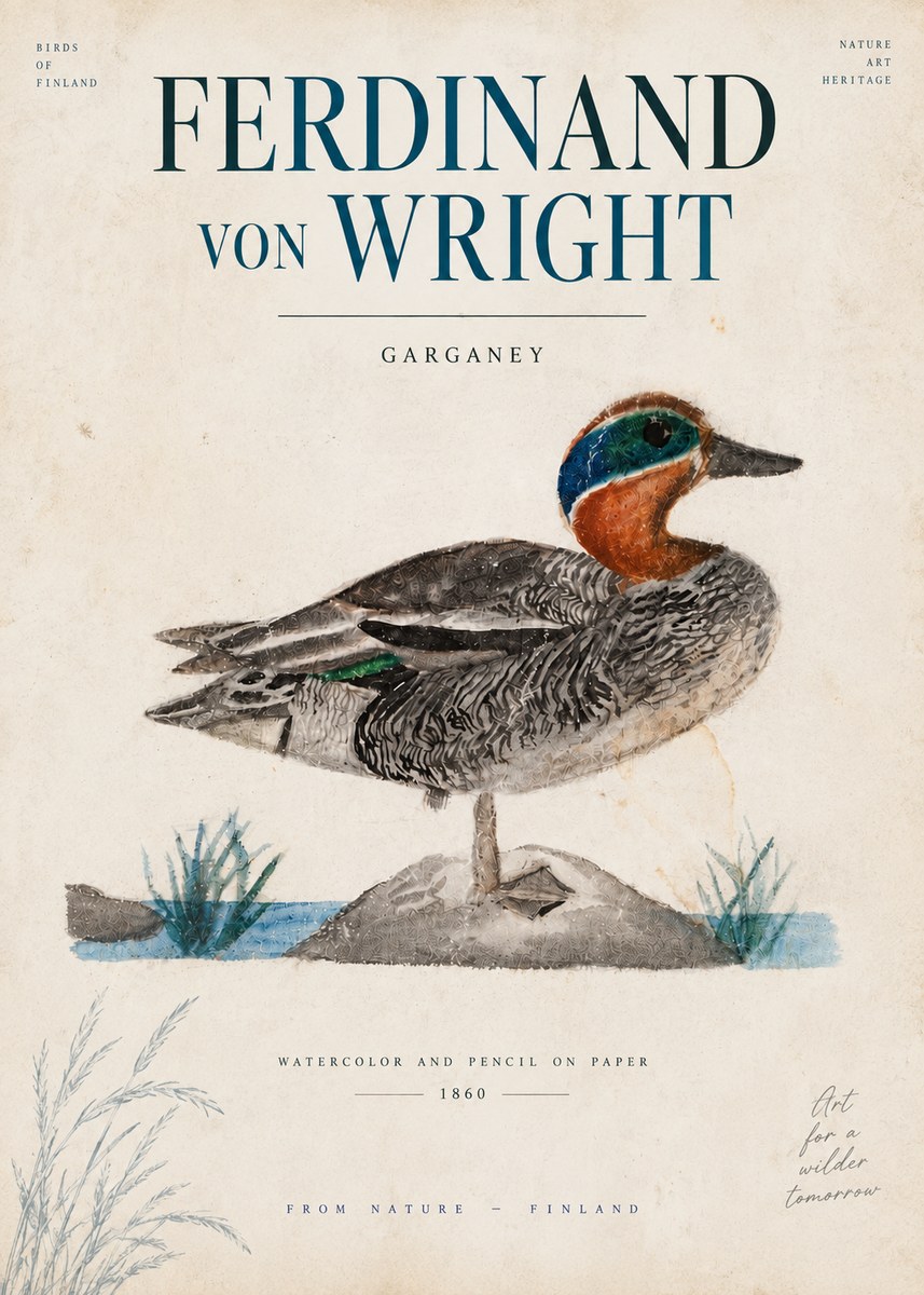Ferdinand von Wright Garganey No6 - Plakat