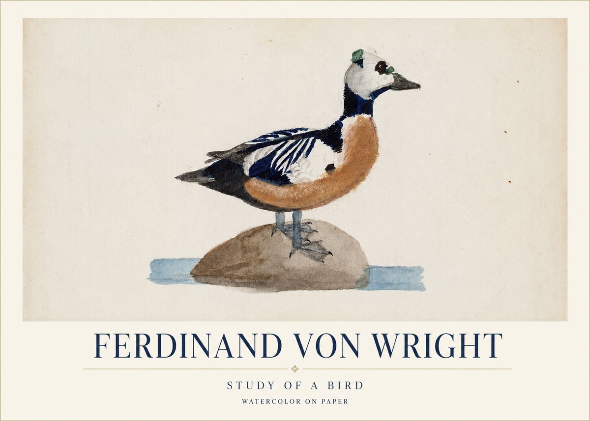 Ferdinand von Wright Study of a Bird No1 - Plakat